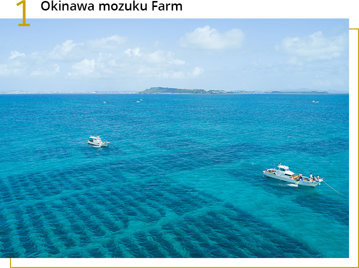 Okinawa Mozuku Farm in Japan
