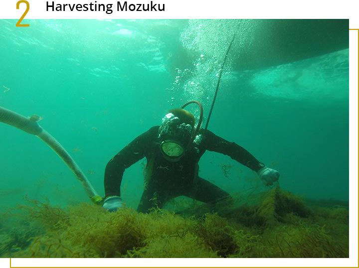 Harvest of Okinawa Mozuku. A Diver is checking the quality.